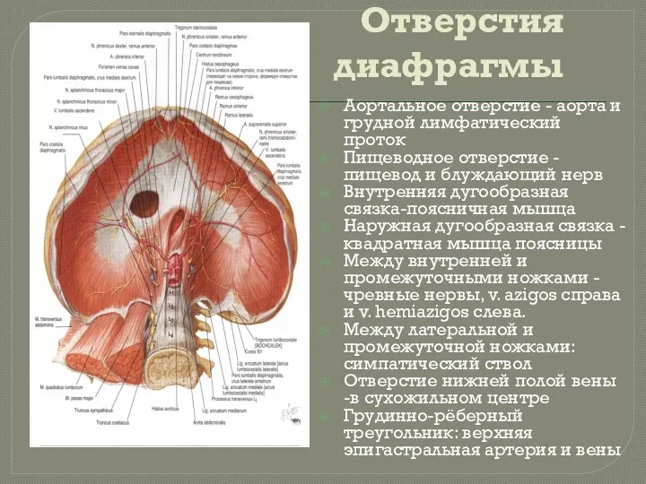 Отверстия диафрагмы Аортальное отверстие - аорта и грудной лимфатический проток