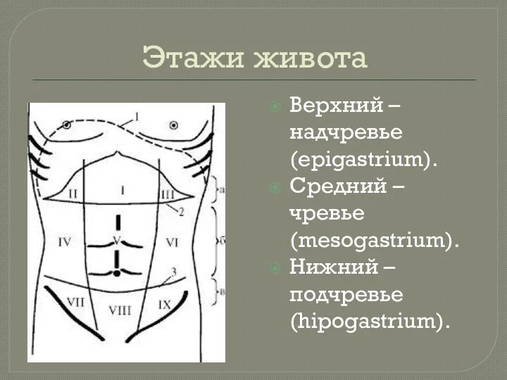 Этажи живота Верхний – надчревье (epigastrium). Средний – чревье (mesogastrium). Нижний – подчревье (hipogastrium).