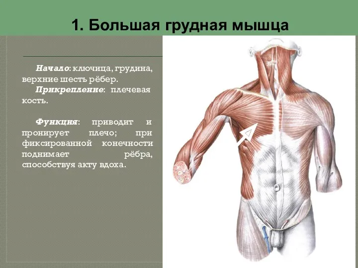 1. Большая грудная мышца Начало: ключица, грудина, верхние шесть рёбер.