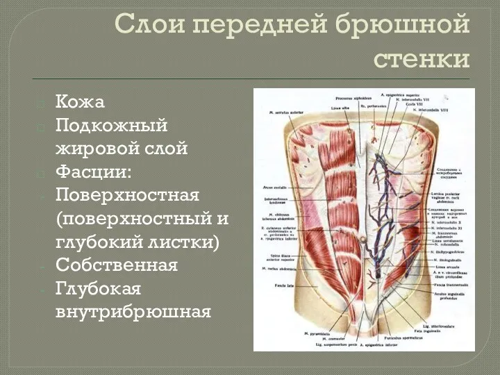 Слои передней брюшной стенки Кожа Подкожный жировой слой Фасции: Поверхностная