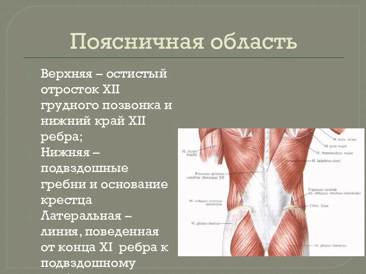 Поясничная область Верхняя – остистый отросток XII грудного позвонка и