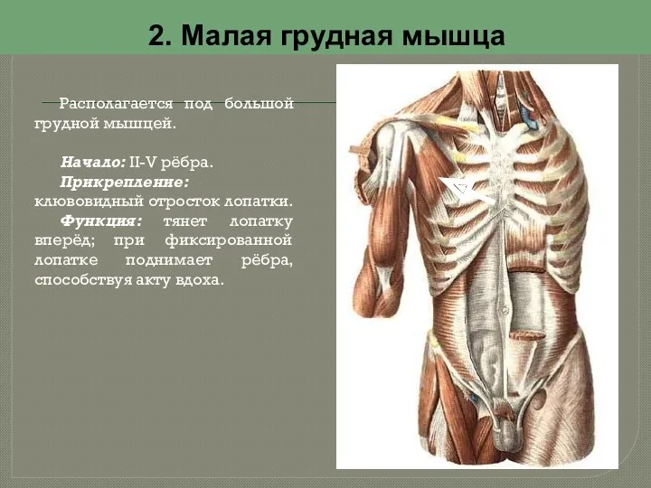 2. Малая грудная мышца Располагается под большой грудной мышцей. Начало: