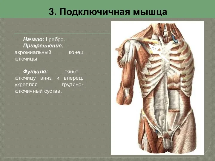 3. Подключичная мышца Начало: I ребро. Прикрепление: акромиальный конец ключицы.