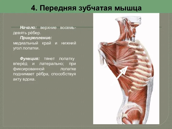 4. Передняя зубчатая мышца Начало: верхние восемь-девять рёбер. Прикрепление: медиальный