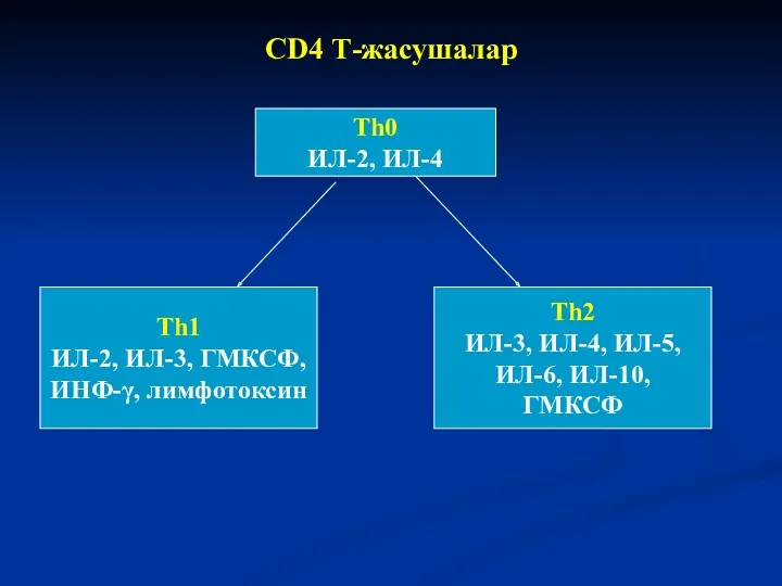 CD4 Т-жасушалар Th0 ИЛ-2, ИЛ-4 Th1 ИЛ-2, ИЛ-3, ГМКСФ, ИНФ-γ,