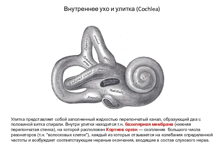 Внутреннее ухо и улитка (Cochlea) Улитка представляет собой заполненный жидкостью перепончатый канал, образующий