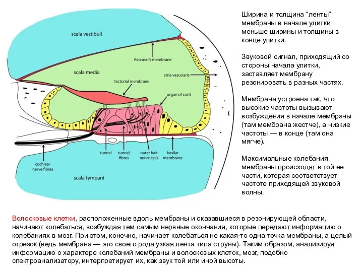 Ширина и толщина “ленты” мембраны в начале улитки меньше ширины