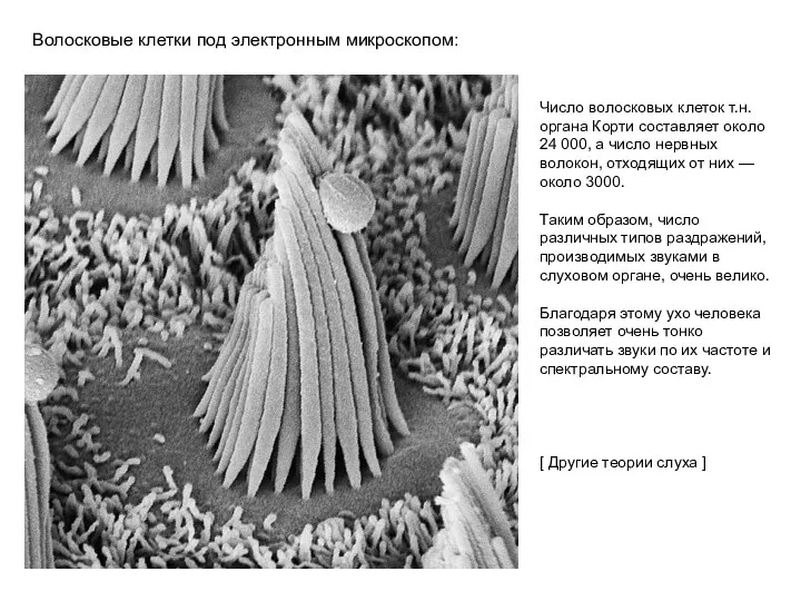 Волосковые клетки под электронным микроскопом: Число волосковых клеток т.н. органа Корти составляет около