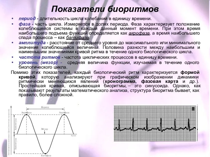 Показатели биоритмов период - длительность цикла колебаний в единицу времени. фаза - часть