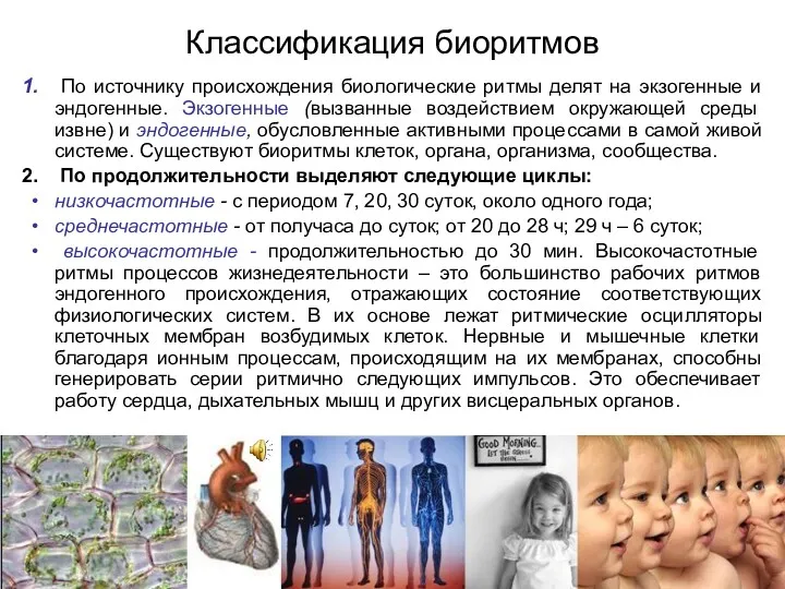 Классификация биоритмов По источнику происхождения биологические ритмы делят на экзогенные