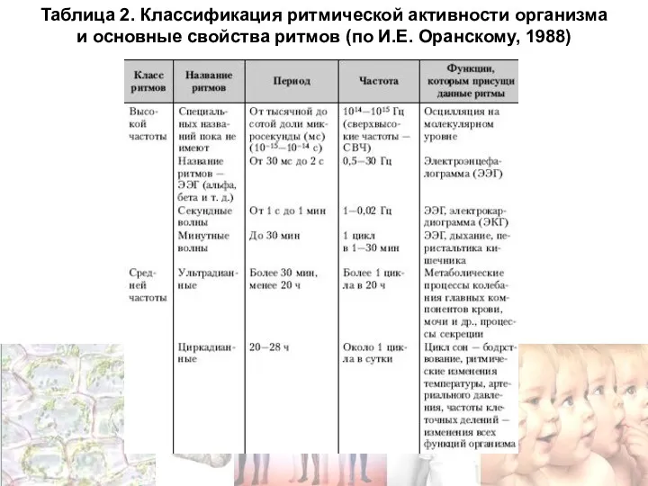 Таблица 2. Классификация ритмической активности организма и основные свойства ритмов (по И.Е. Оранскому, 1988)