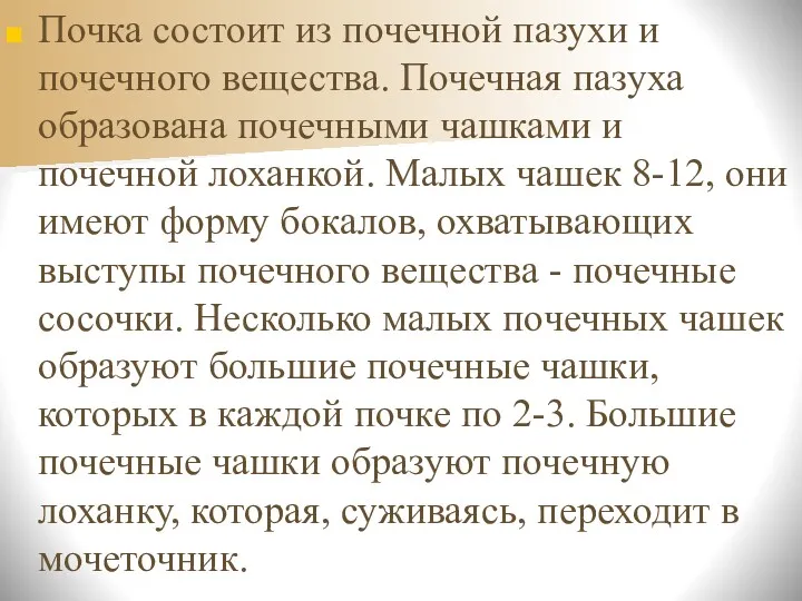 Почка состоит из почечной пазухи и почечного вещества. Почечная пазуха