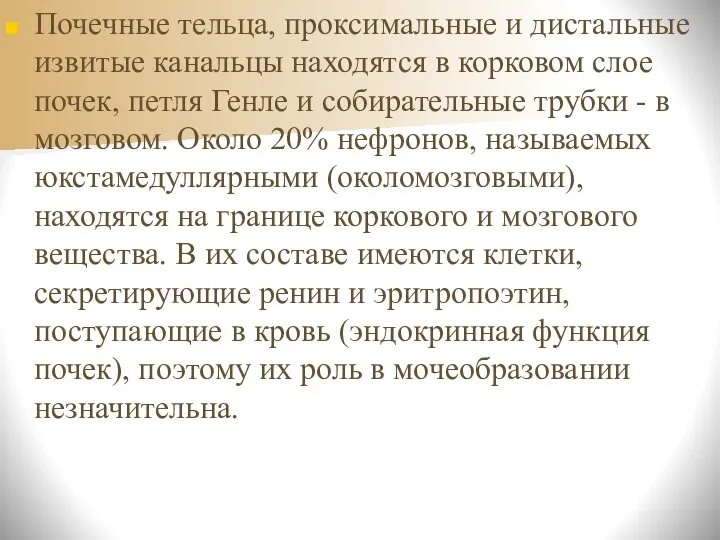 Почечные тельца, проксимальные и дистальные извитые канальцы находятся в корковом