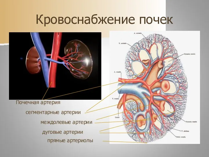 Кровоснабжение почек Почечная артерия сегментарные артерии междолевые артерии дуговые артерии прямые артериолы