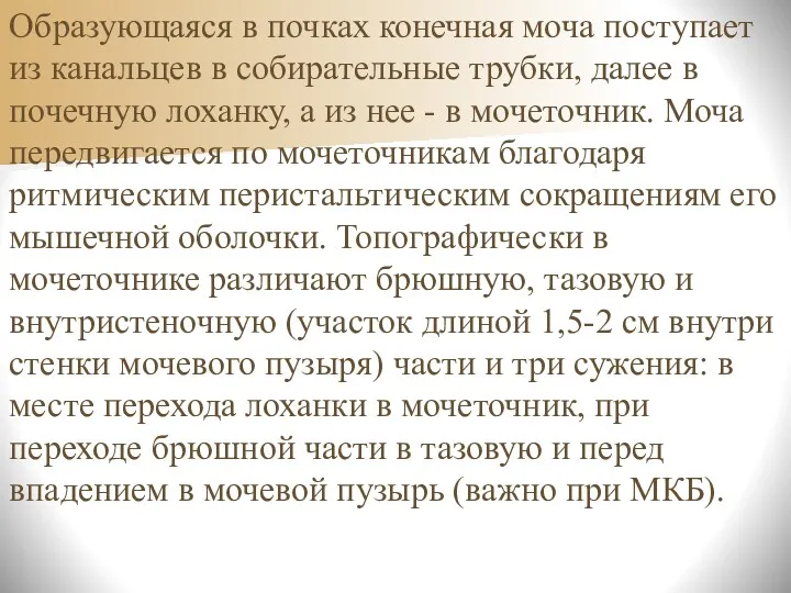 Образующаяся в почках конечная моча поступает из канальцев в собирательные