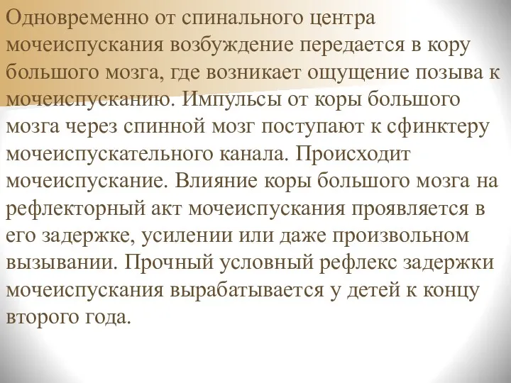 Одновременно от спинального центра мочеиспускания возбуждение передается в кору большого