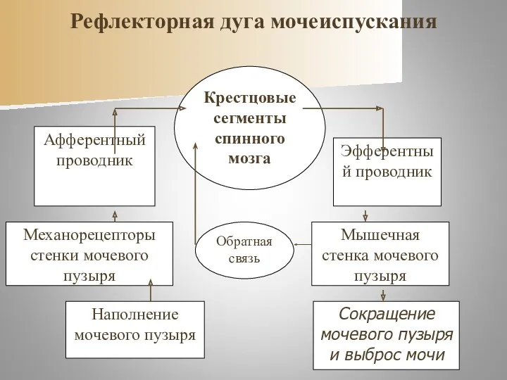 Рефлекторная дуга мочеиспускания