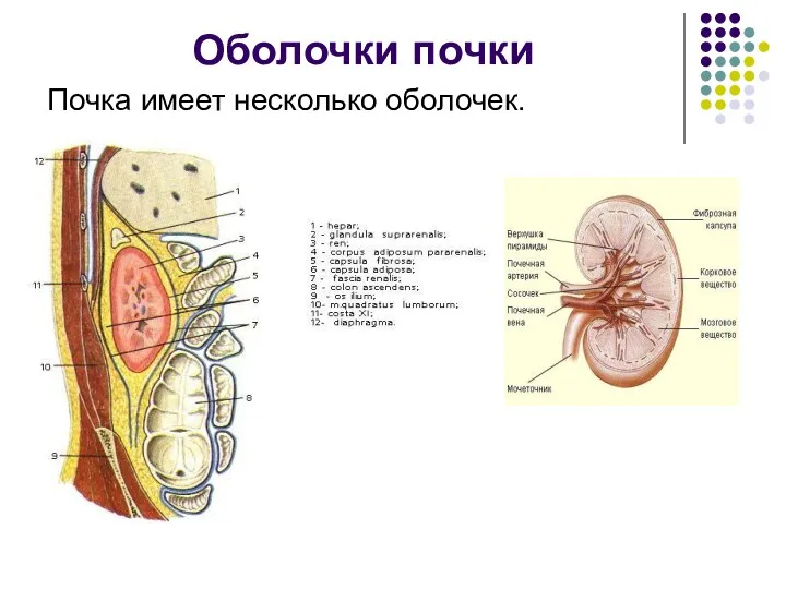 Оболочки почки Почка имеет несколько оболочек.