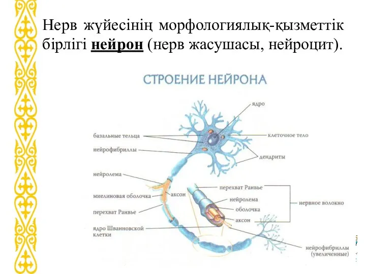Нерв жүйесінің морфологиялық-қызметтік бірлігі нейрон (нерв жасушасы, нейроцит).