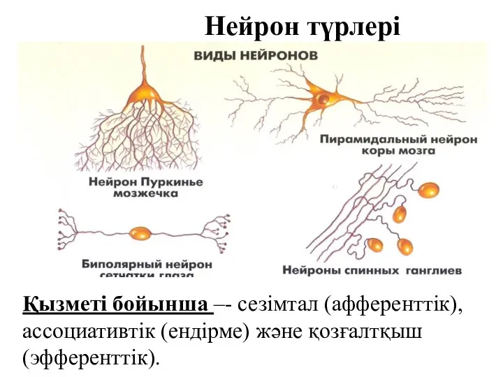 Нейрон түрлері Қызметі бойынша –- сезімтал (афференттік), ассоциативтік (ендірме) және қозғалтқыш (эфференттік).