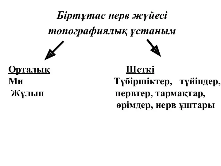 Біртұтас нерв жүйесі топографиялық ұстаным Орталық Шеткі Ми Түбіршіктер, түйіндер, Жұлын нервтер, тармақтар, өрімдер, нерв ұштары