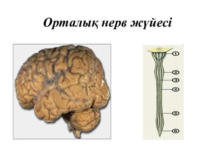 Орталық нерв жүйесі