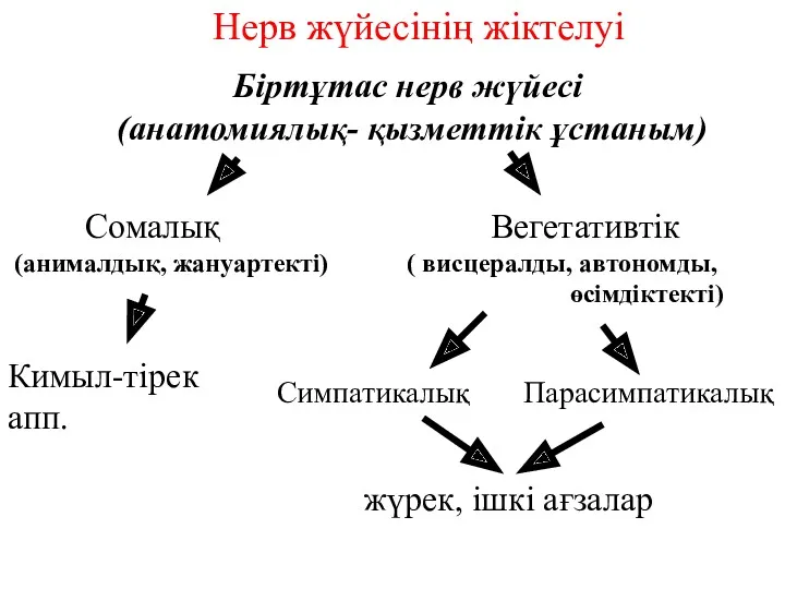 Нерв жүйесінің жіктелуі Біртұтас нерв жүйесі (анатомиялық- қызметтік ұстаным) Сомалық Вегетативтік (анималдық, жануартекті)