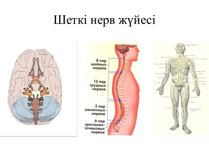 Шеткі нерв жүйесі