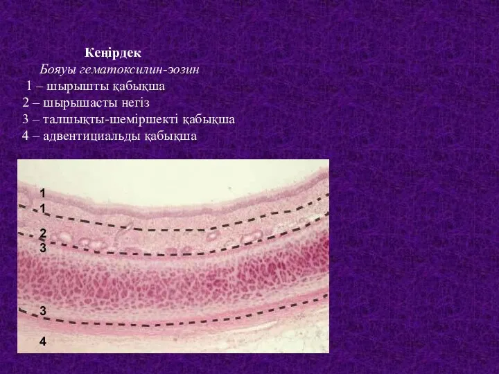 Кеңірдек Бояуы гематоксилин-эозин 1 – шырышты қабықша 2 – шырышасты