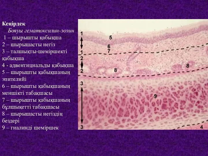 Кеңірдек Бояуы гематоксилин-эозин 1 – шырышты қабықша 2 – шырышасты