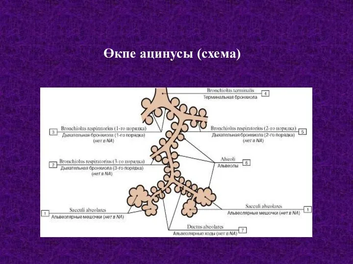 Өкпе ацинусы (схема)
