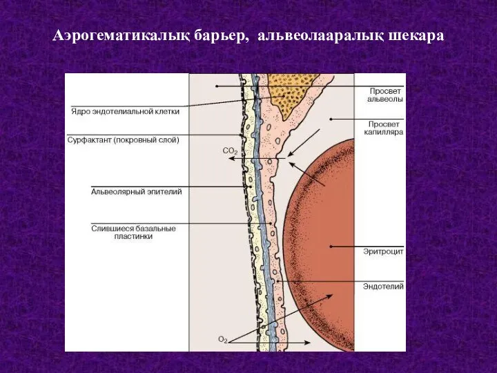 Аэрогематикалық барьер, альвеолааралық шекара