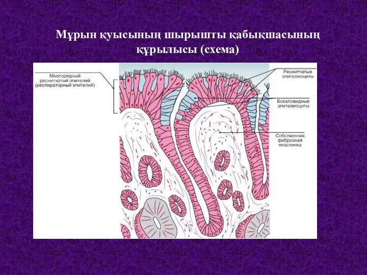 Мұрын қуысының шырышты қабықшасының құрылысы (схема)