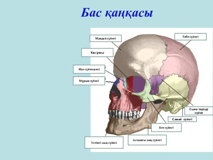 Бас қаңқасы