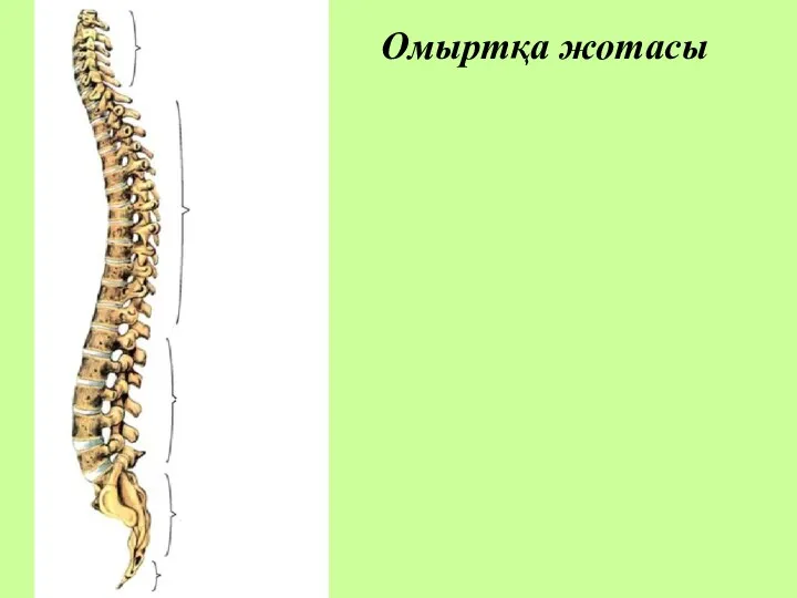 Омыртқа жотасы