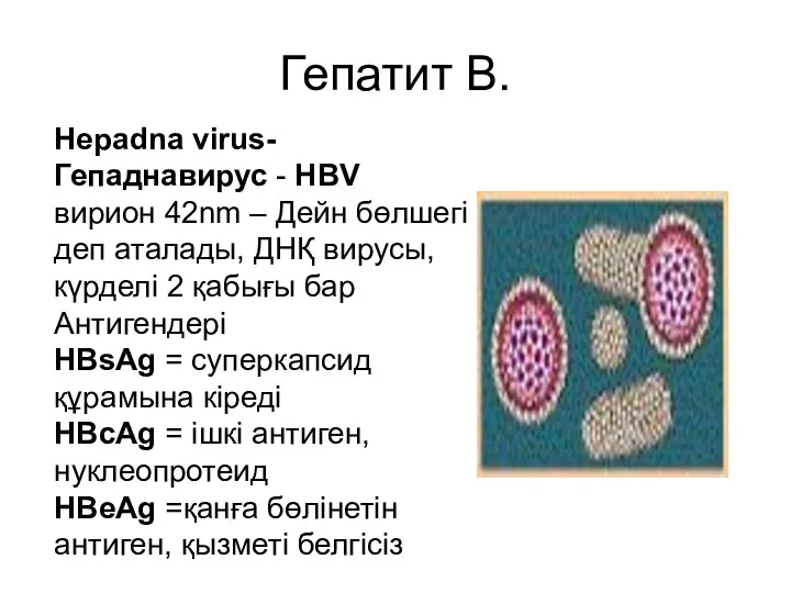 Гепатит В. Hepadna virus- Гепаднавирус - HBV вирион 42nm – Дейн бөлшегі деп
