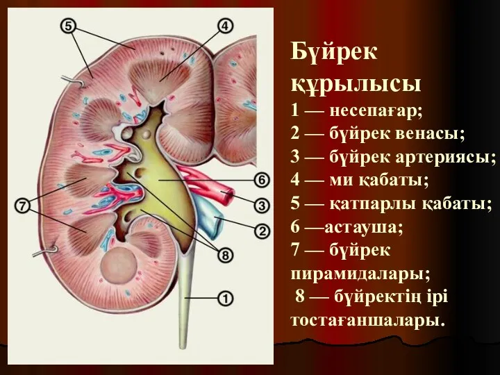 Бүйрек құрылысы 1 — несепағар; 2 — бүйрек венасы; 3