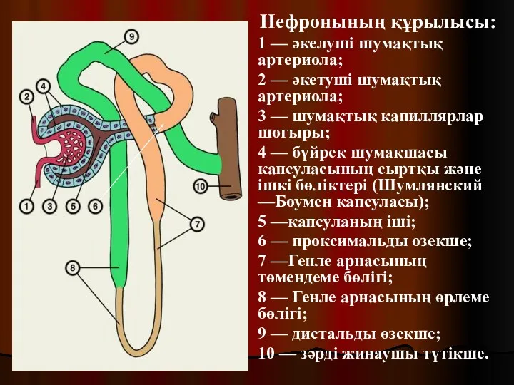 Нефронының құрылысы: 1 — әкелуші шумақтық артериола; 2 — әкетуші