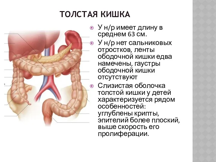 ТОЛСТАЯ КИШКА У н/р имеет длину в среднем 63 см.