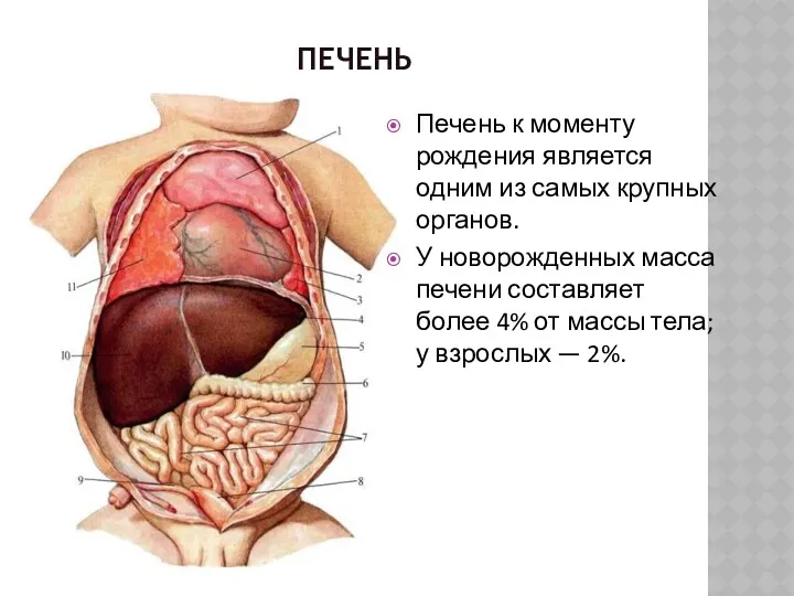 ПЕЧЕНЬ Печень к моменту рождения является одним из самых крупных