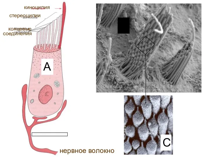 нервное волокно киноцилия стереоцилии концевые соединения A B C