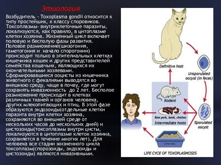 Этиология Возбудитель - Toxoplasma gondii относится к типу простейших, к классу споровиков. Токсоплазмы-