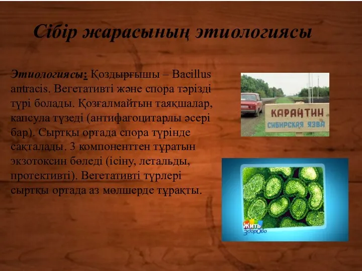 Этиологиясы: Қоздырғышы – Bacillus antracis. Вегетативті және спора тәрізді түрі