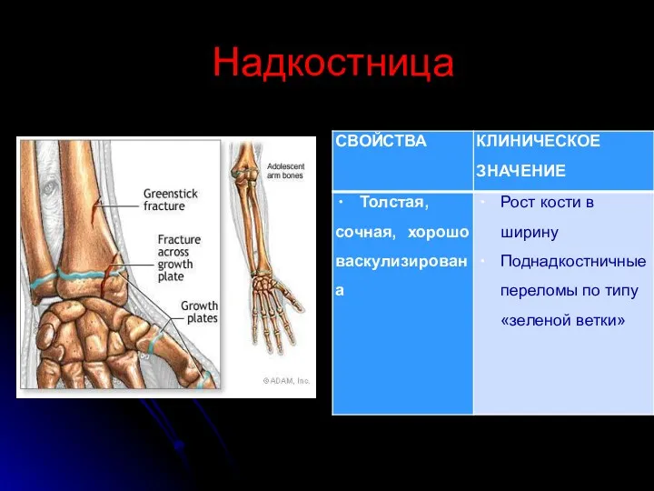 Надкостница