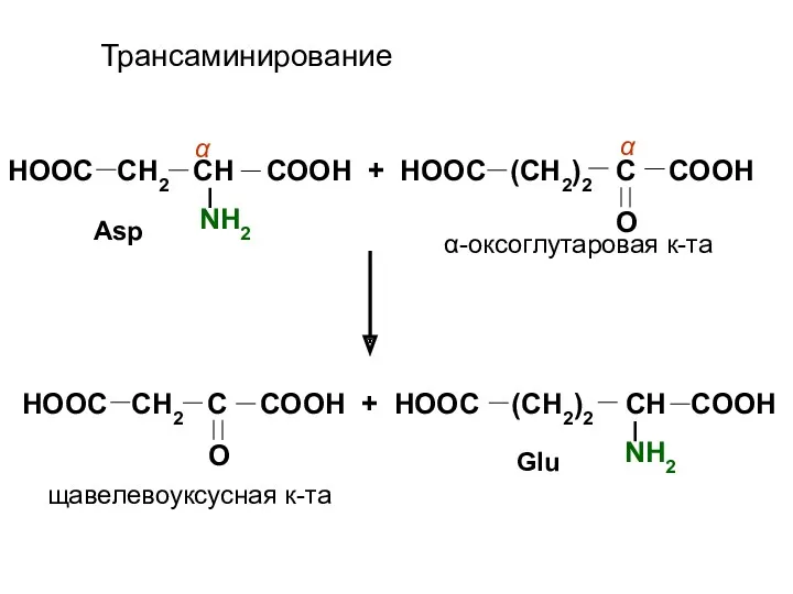 Трансаминирование HOOC CH2 CH COOH + HOOC (CH2)2 C COOH