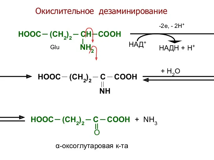 Окислительное дезаминирование HOOC (CH2)2 CH COOH NH2 HOOC (CH2)2 C