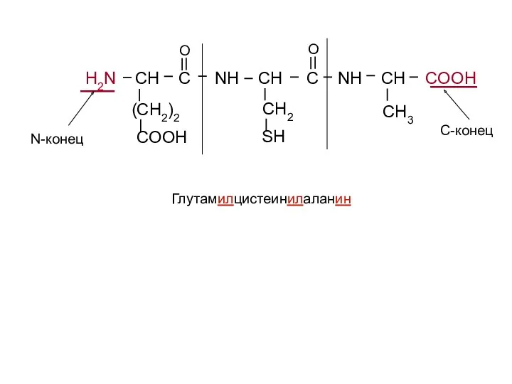 H2N CH C NH CH C NH CH COOH (CH2)2