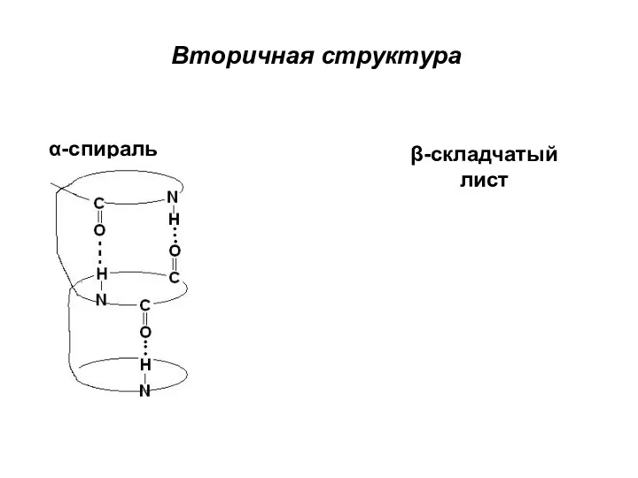 Вторичная структура α-спираль β-складчатый лист