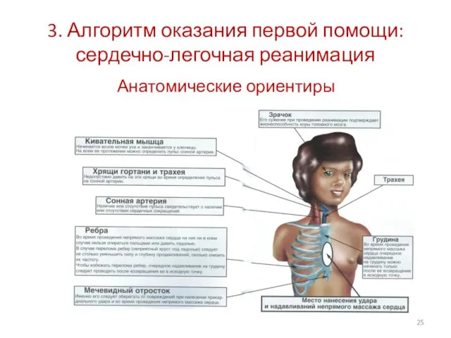 3. Алгоритм оказания первой помощи: сердечно-легочная реанимация Анатомические ориентиры