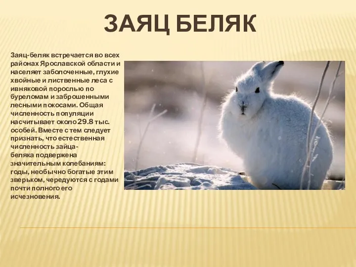 ЗАЯЦ БЕЛЯК Заяц-беляк встречается во всех районах Ярославской области и